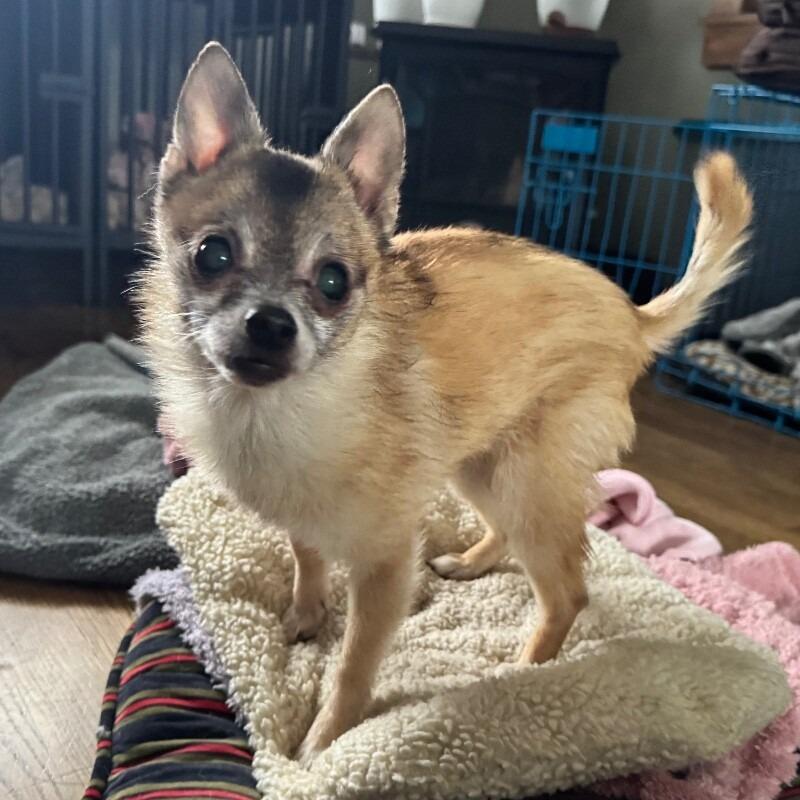 Dixi, a Adoptable mixed breed in Alma, WI image 3/6