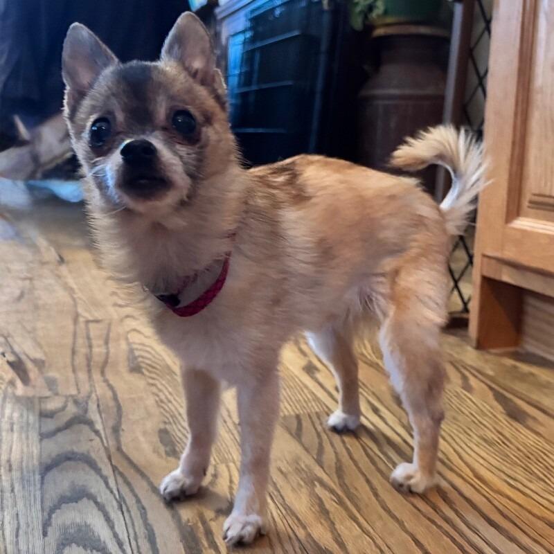 Dixi, a Adoptable mixed breed in Alma, WI image 4/6