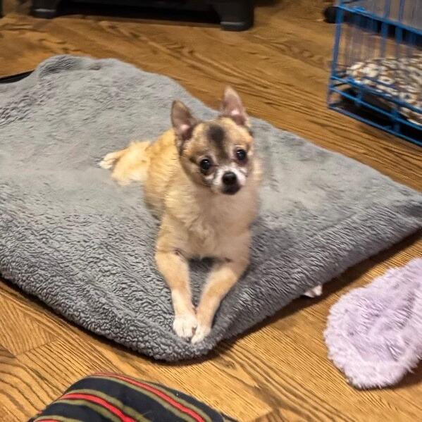 Dixi, a Adoptable mixed breed in Alma, WI image 5/6