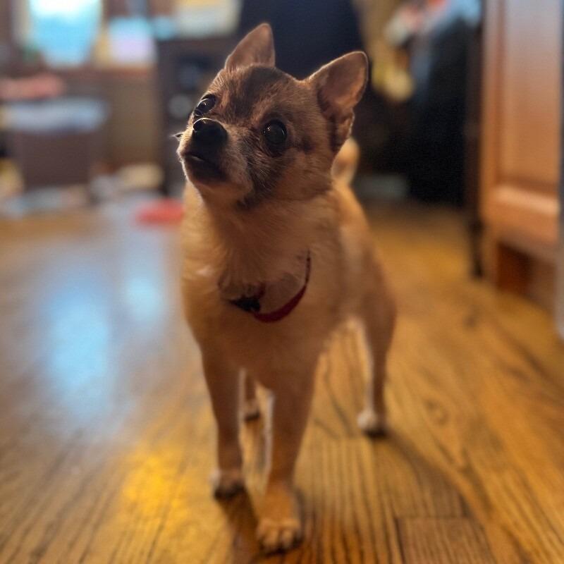 Dixi, a Adoptable mixed breed in Alma, WI image 6/6