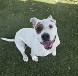 Petie, a Adoptable mixed breed in Edgewood, NM image 1/3