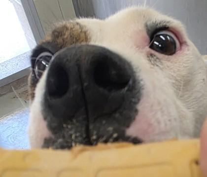 Petie, a Adoptable mixed breed in Edgewood, NM image 2/3