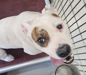 Petie, a Adoptable mixed breed in Edgewood, NM image 3/3
