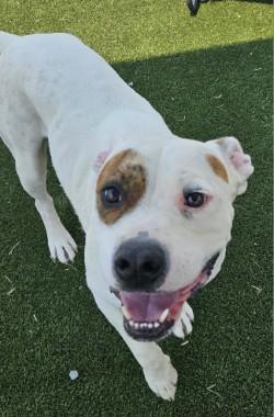 Petie, a Adoptable mixed breed in Edgewood, NM image 3/3