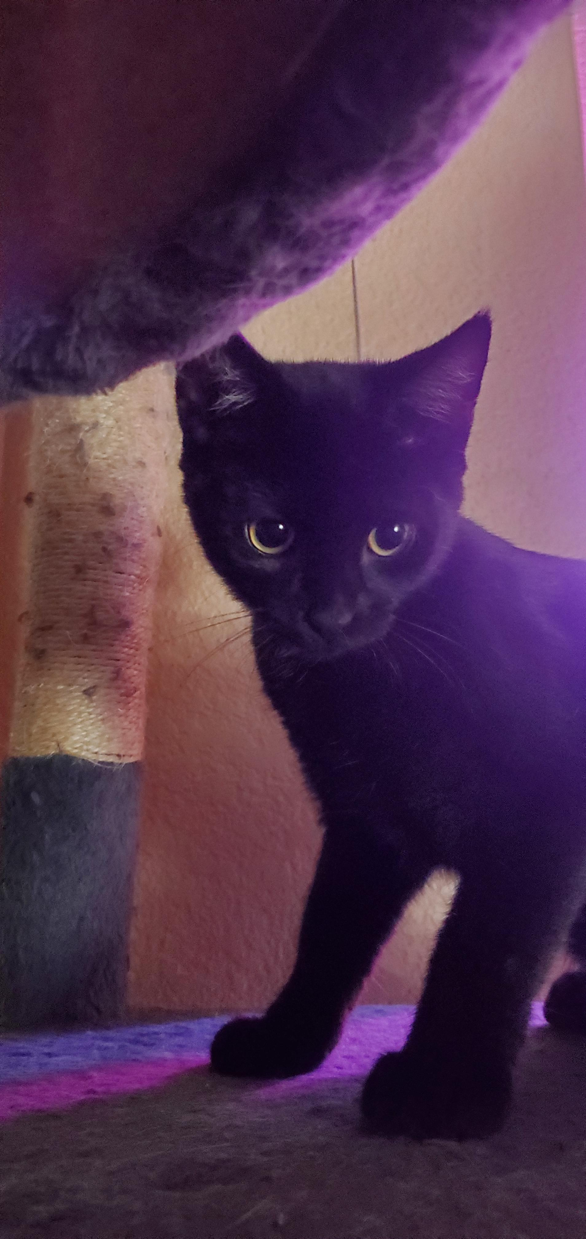 Onyx, Adoptable, Young Male Domestic Short Hair.