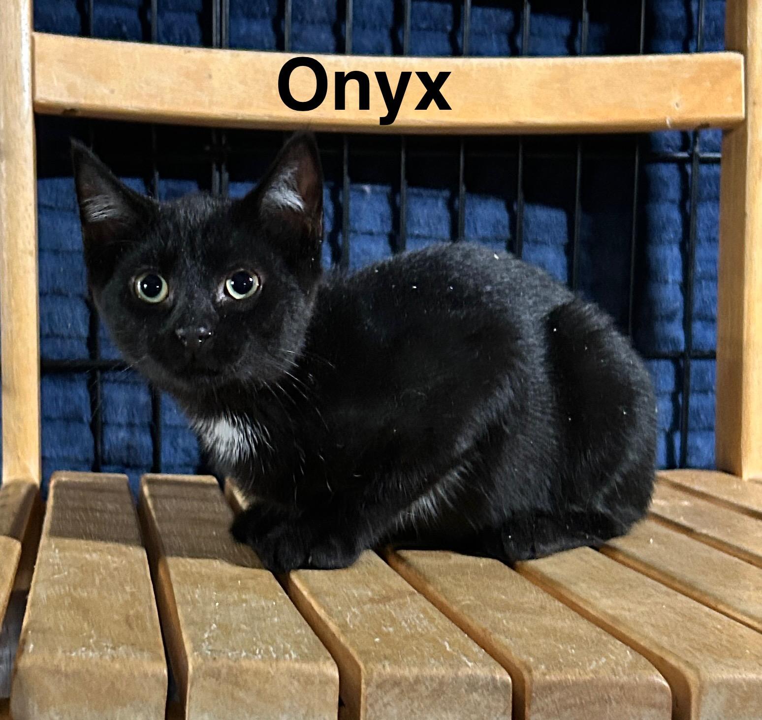 Onyx, Adoptable, Young Male Domestic Short Hair.