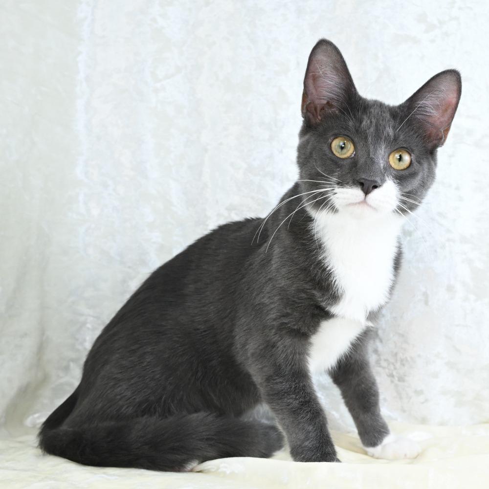 Enlarge Bitsy, a Adoptable Domestic Short Hair in Mobile, AL image 1/6