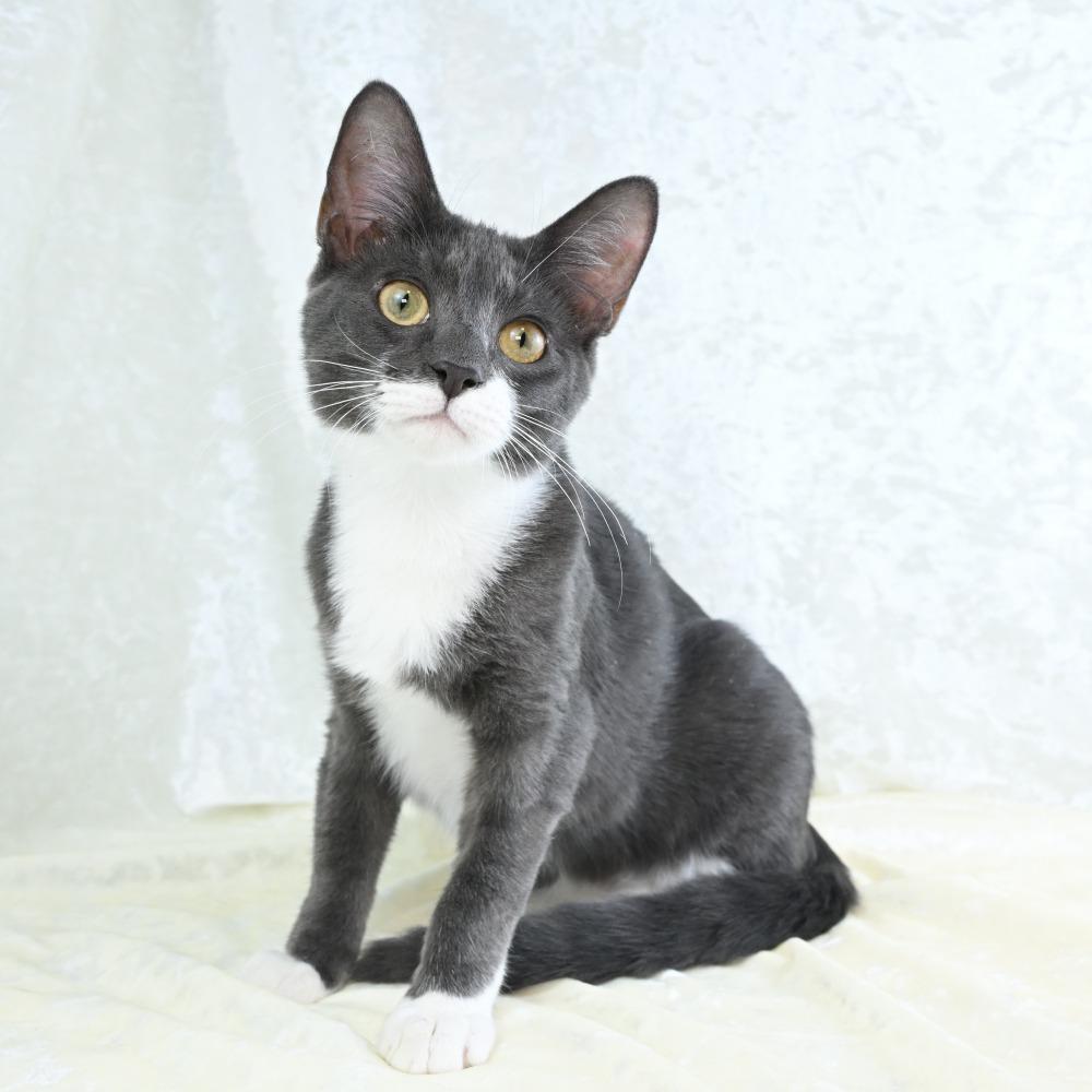 Enlarge Bitsy, a Adoptable Domestic Short Hair in Mobile, AL image 2/6