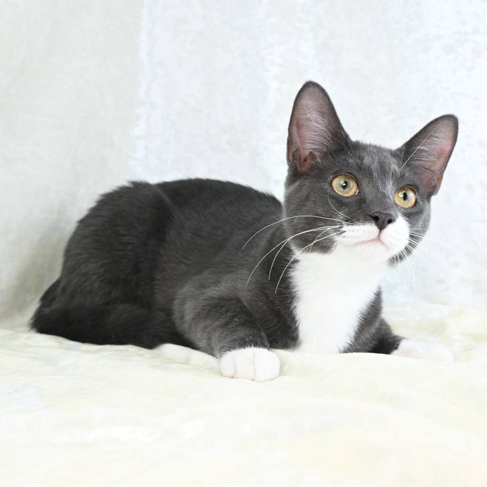 Enlarge Bitsy, a Adoptable Domestic Short Hair in Mobile, AL image 3/6
