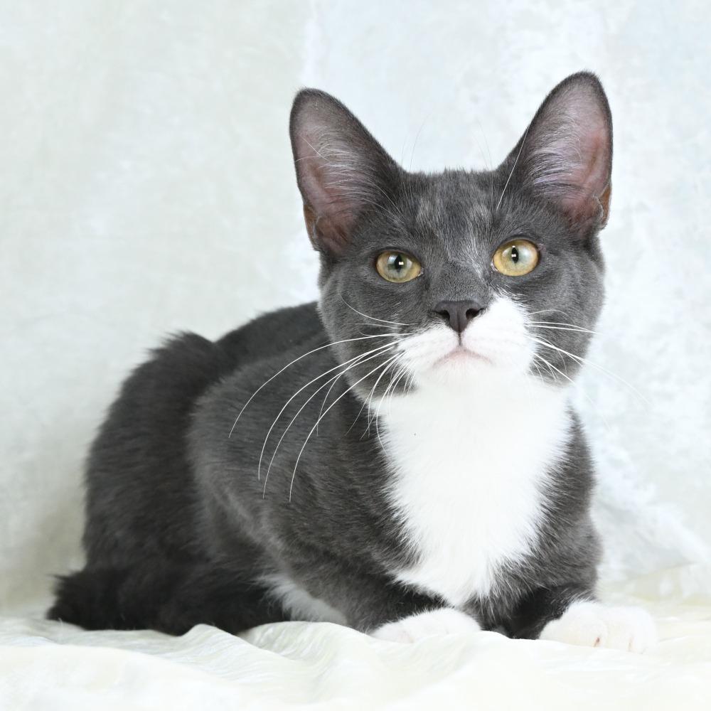 Enlarge Bitsy, a Adoptable Domestic Short Hair in Mobile, AL image 4/6