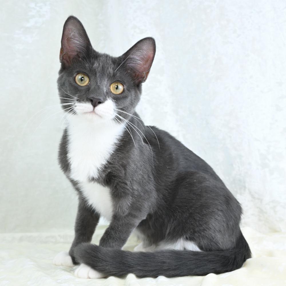 Enlarge Bitsy, a Adoptable Domestic Short Hair in Mobile, AL image 5/6