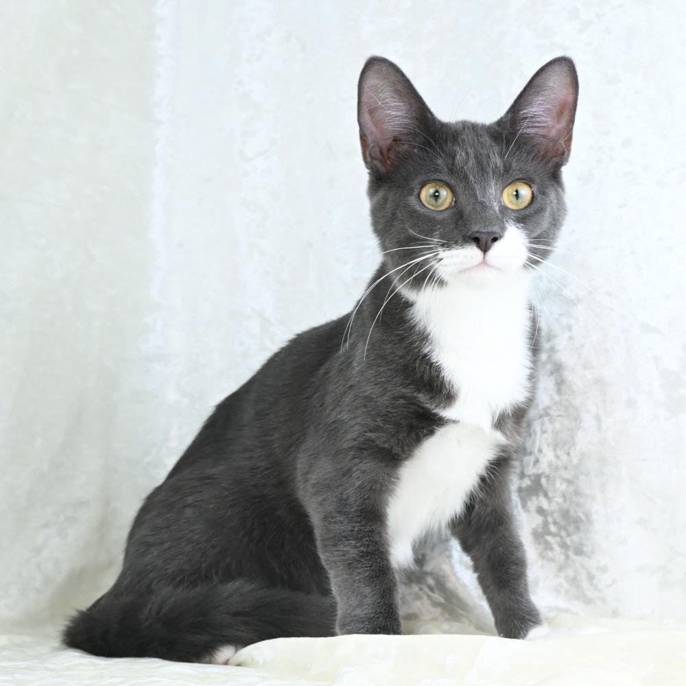 Enlarge Bitsy, a Adoptable Domestic Short Hair in Mobile, AL image 6/6