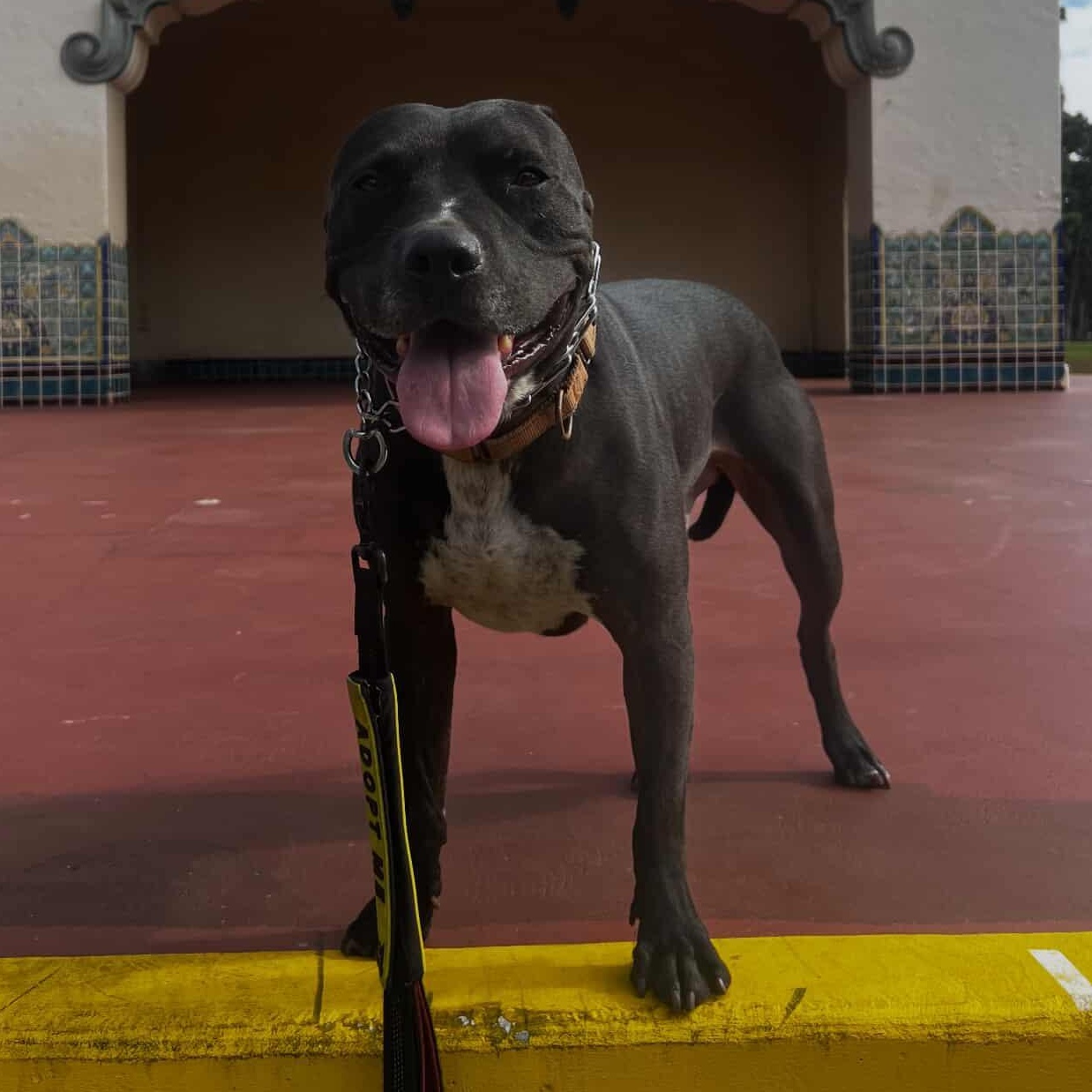 Enlarge (Ed) Hardy, a Adoptable mixed breed in Whittier, CA image 4/5
