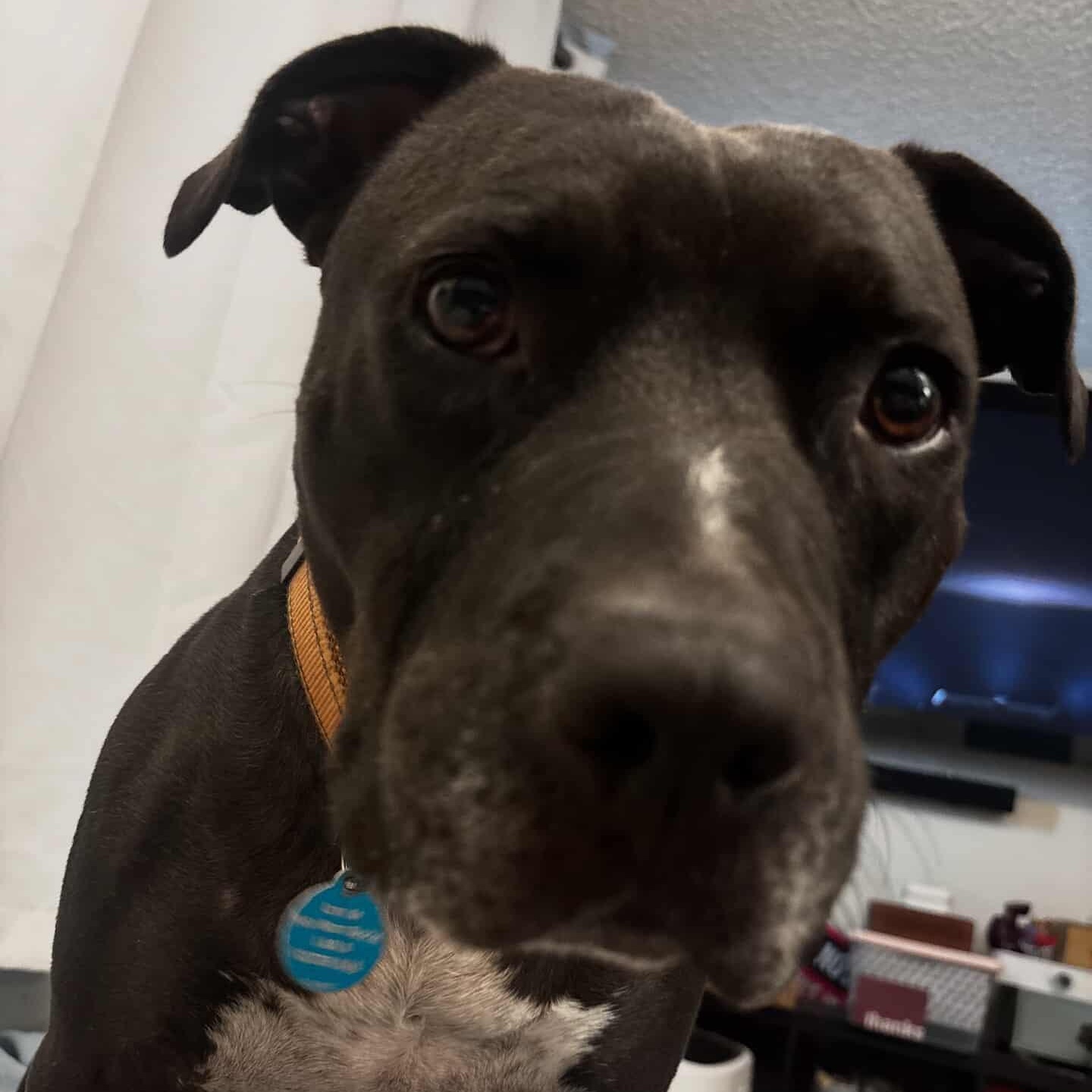 Enlarge (Ed) Hardy, a Adoptable mixed breed in Whittier, CA image 2/5