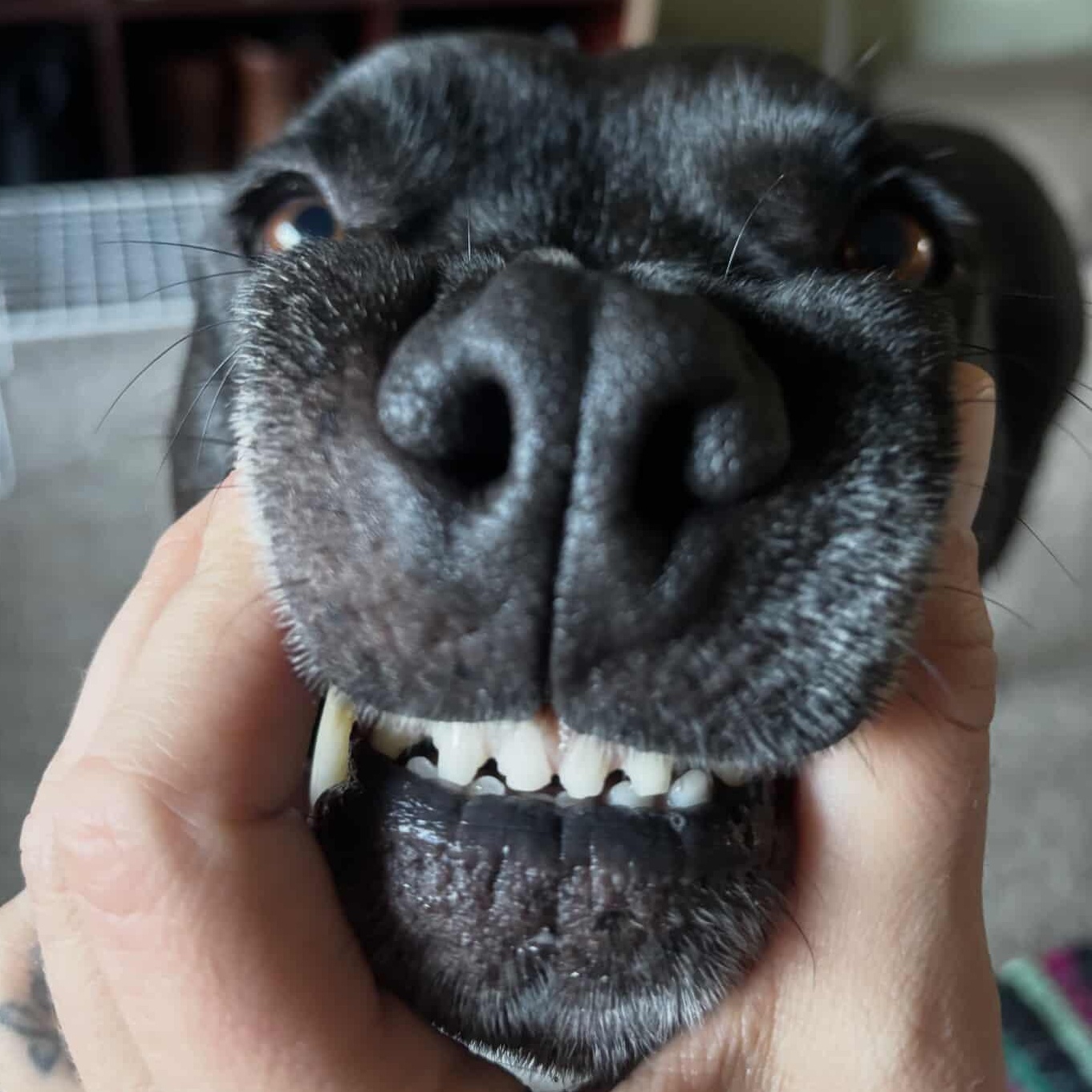 Enlarge (Ed) Hardy, a Adoptable mixed breed in Whittier, CA image 3/5