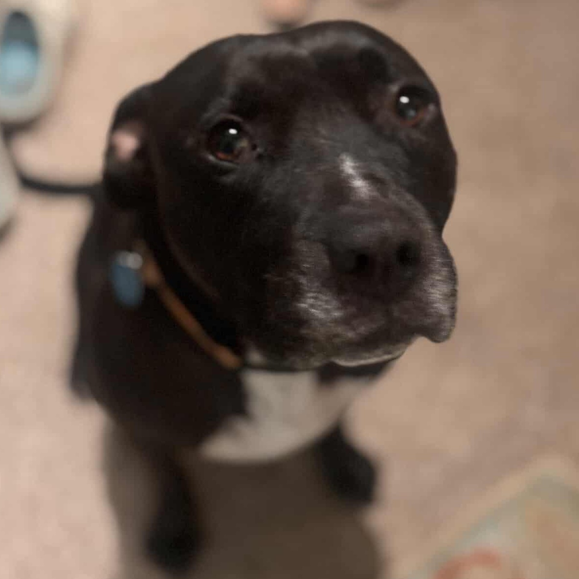 (Ed) Hardy, Adoptable, Young Male Mixed Breed.