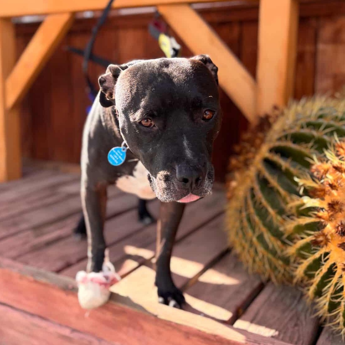 Enlarge (Ed) Hardy, a Adoptable mixed breed in Whittier, CA image 5/5