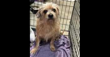 Enlarge Lottie, a Adoptable mixed breed in Owenton, KY image 1/1