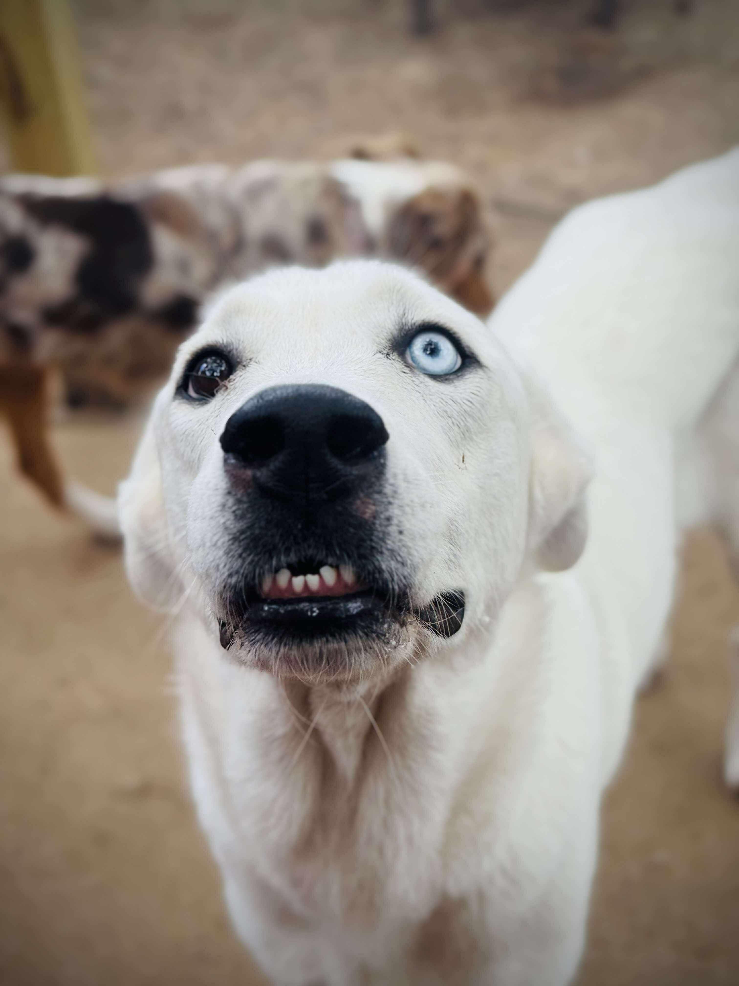 Sweetie Bell, an adoptable Labrador Retriever, Great Pyrenees in Bozeman, MT, 59715 | Photo Image 6