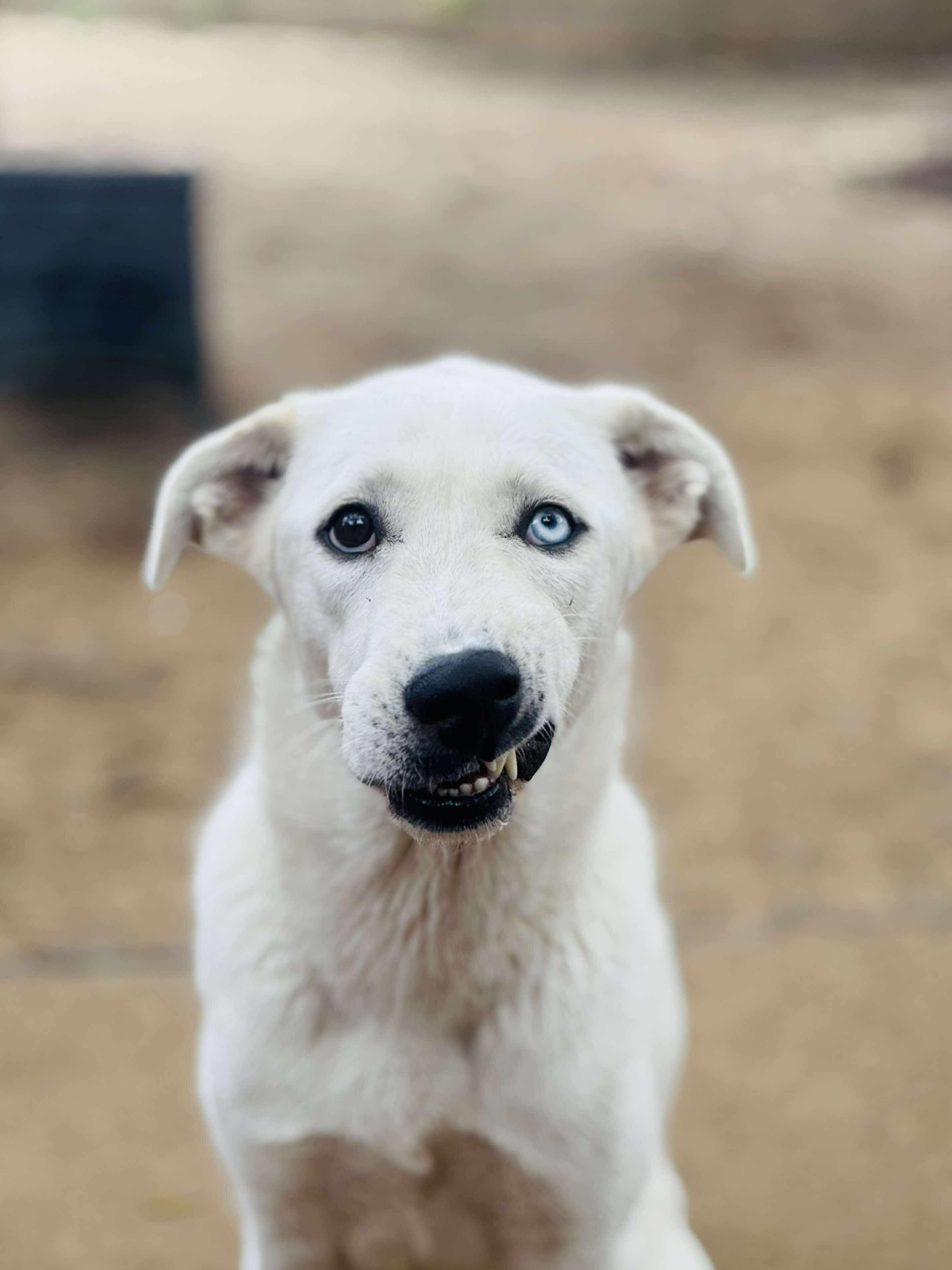Sweetie Bell, an adoptable Labrador Retriever, Great Pyrenees in Bozeman, MT, 59715 | Photo Image 2