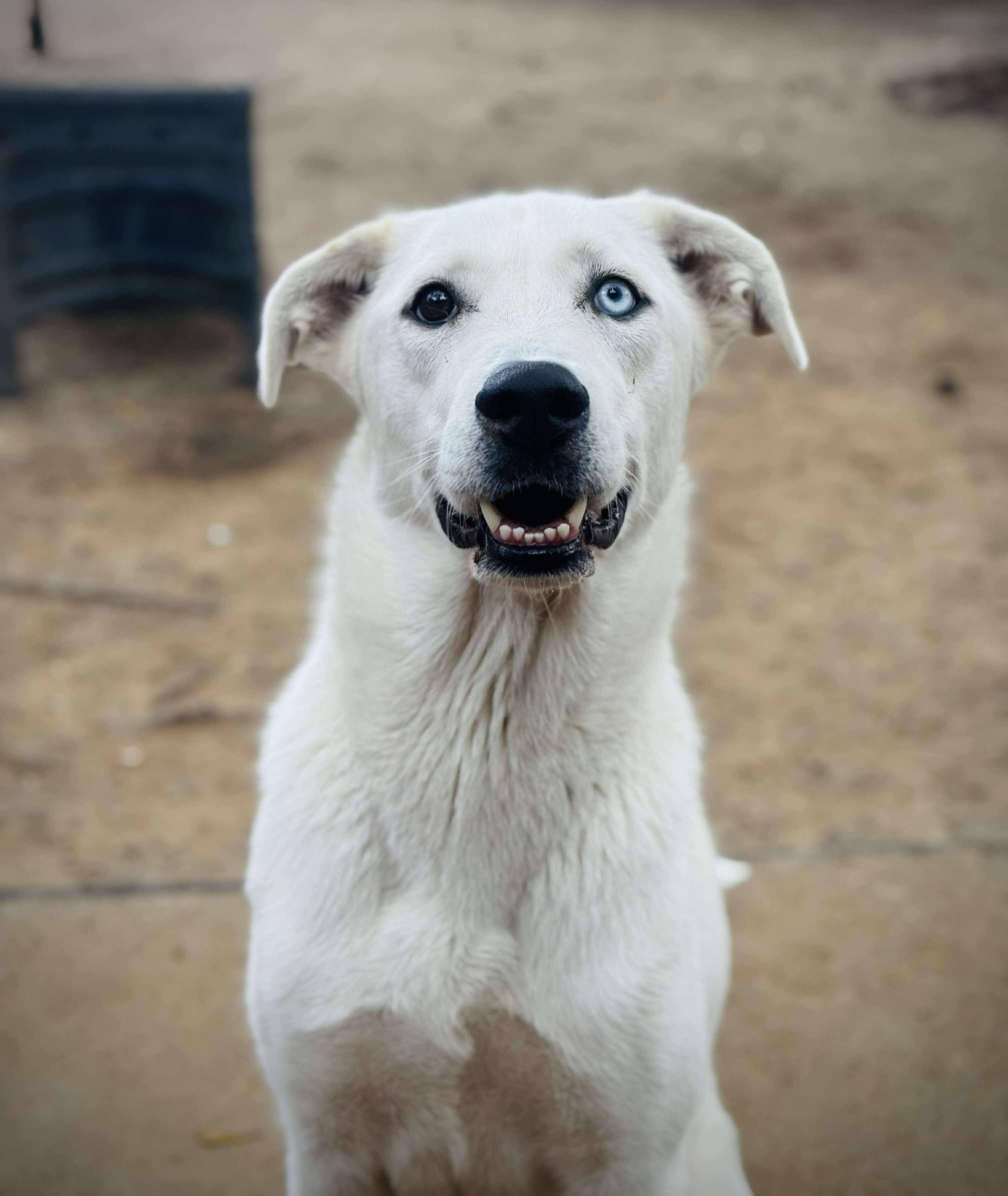 Sweetie Bell, an adoptable Labrador Retriever, Great Pyrenees in Bozeman, MT, 59715 | Photo Image 1