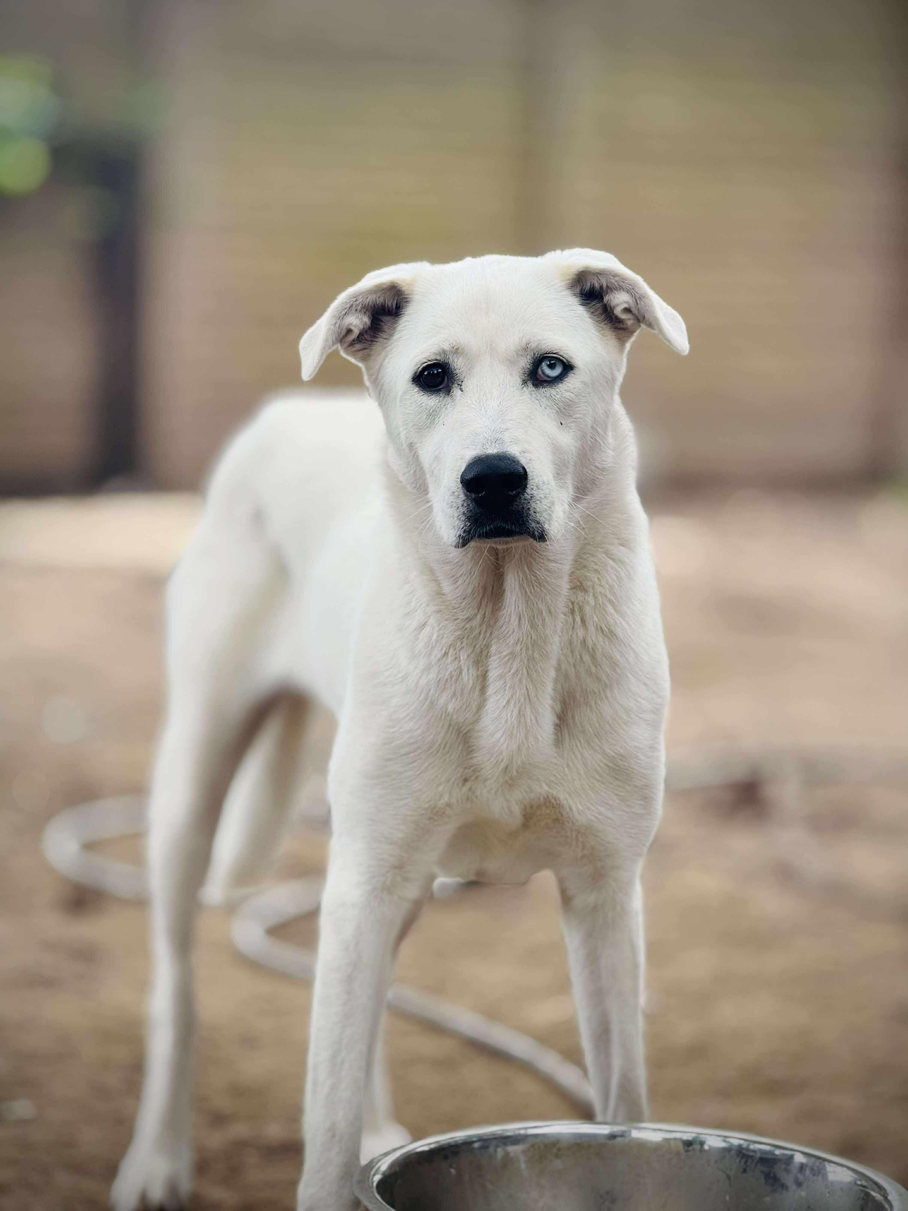 Sweetie Bell, an adoptable Labrador Retriever, Great Pyrenees in Bozeman, MT, 59715 | Photo Image 5