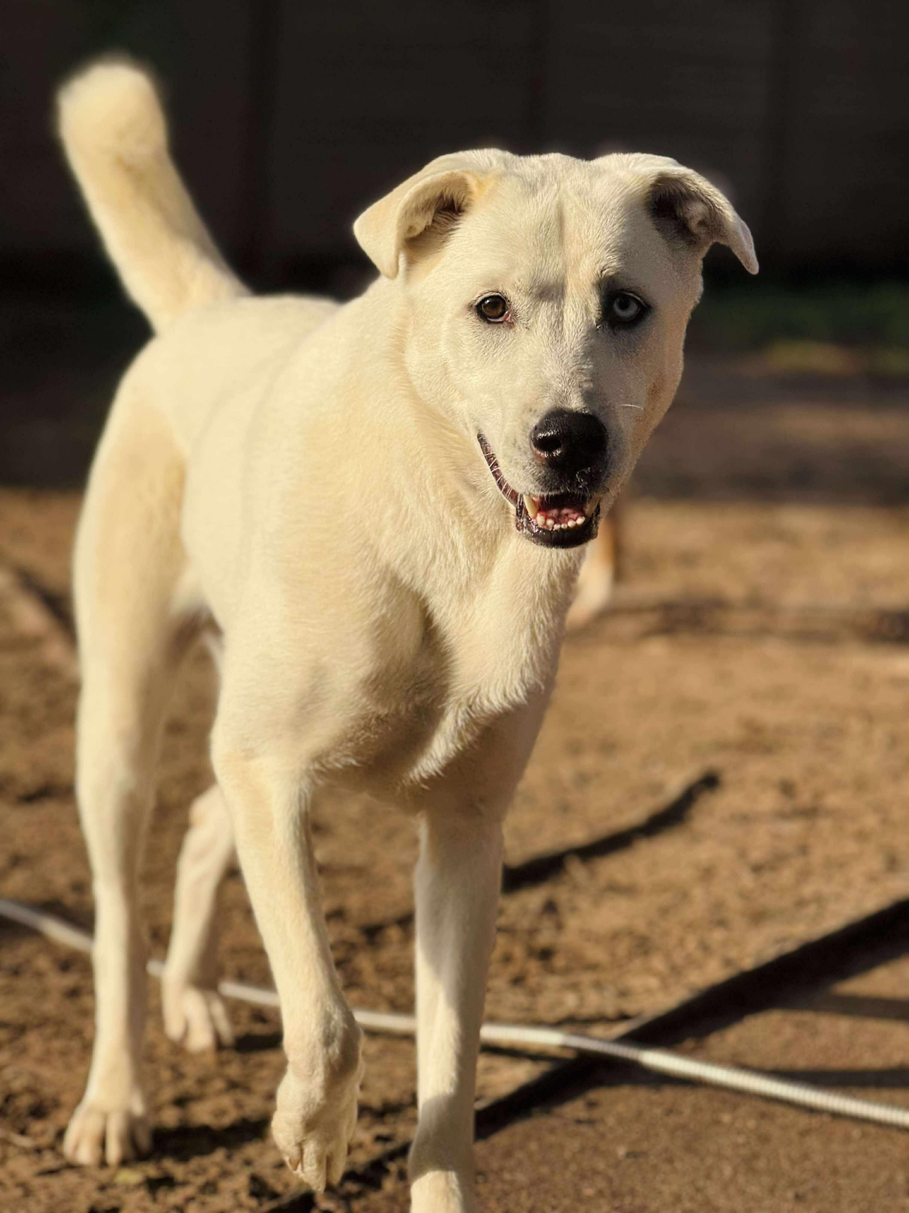 Sweetie Bell, an adoptable Labrador Retriever, Great Pyrenees in Bozeman, MT, 59715 | Photo Image 3