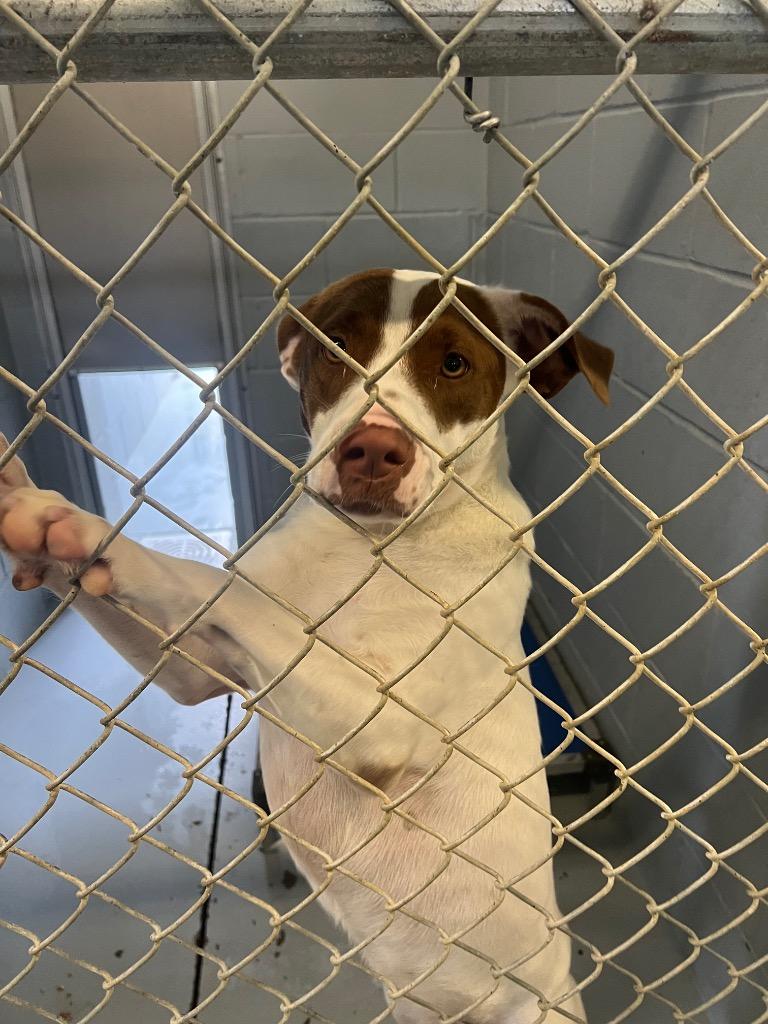 Sarah, Adoptable, Adult Female Pointer.