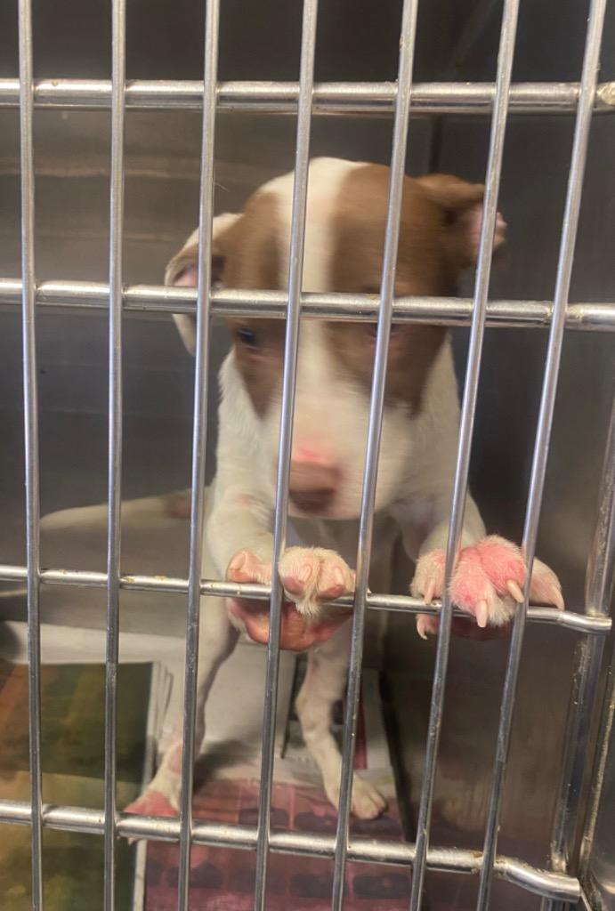 Sarah, Adoptable, Adult Female Pointer.