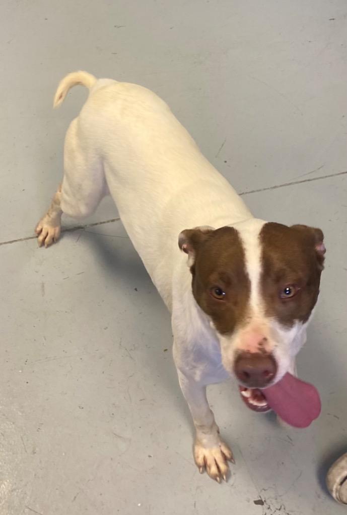Sarah, a Adoptable Pointer in Greenwood, MS image 3/4