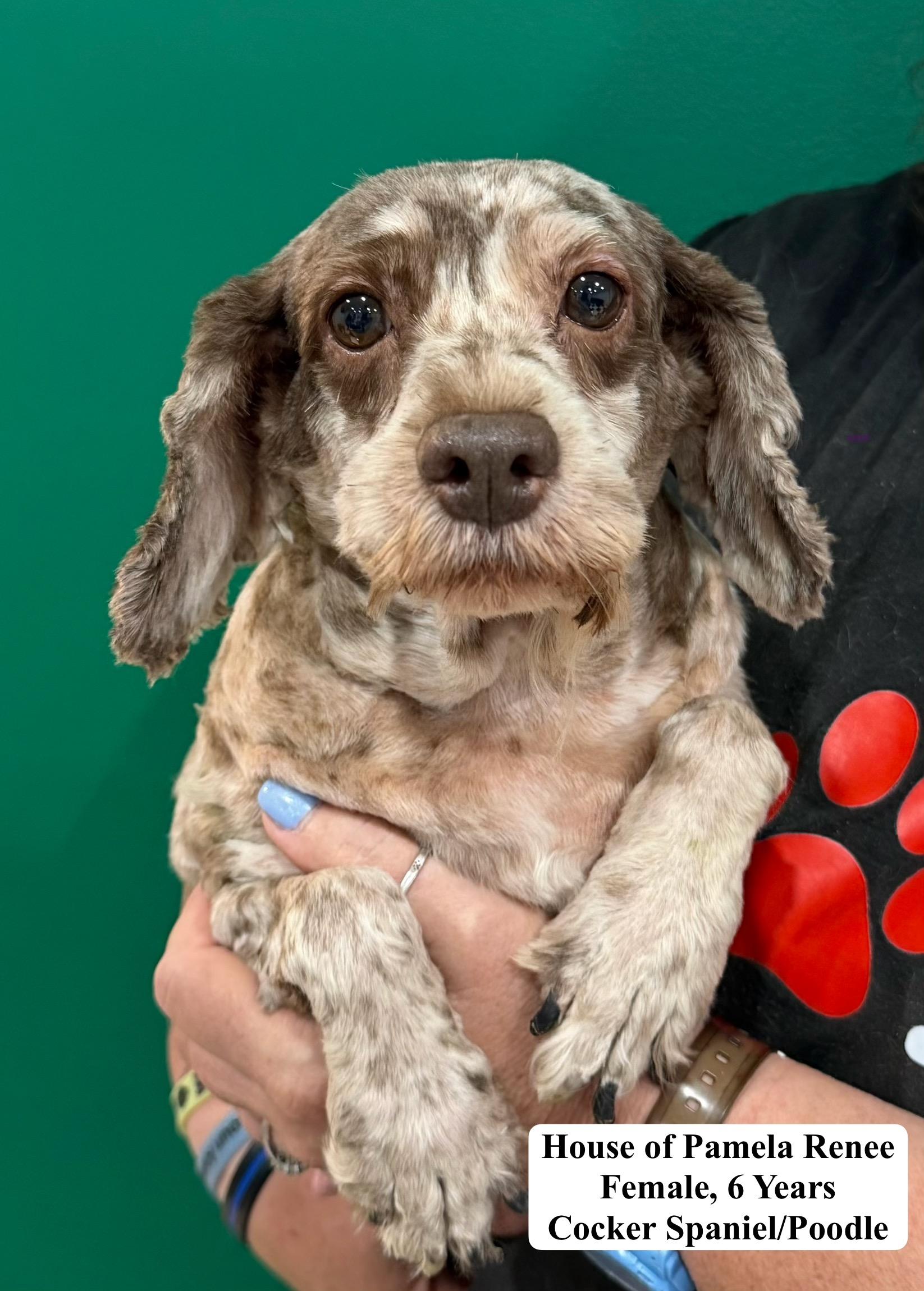 House of Pamela Renee, Adoptable, Adult Female Cockapoo.