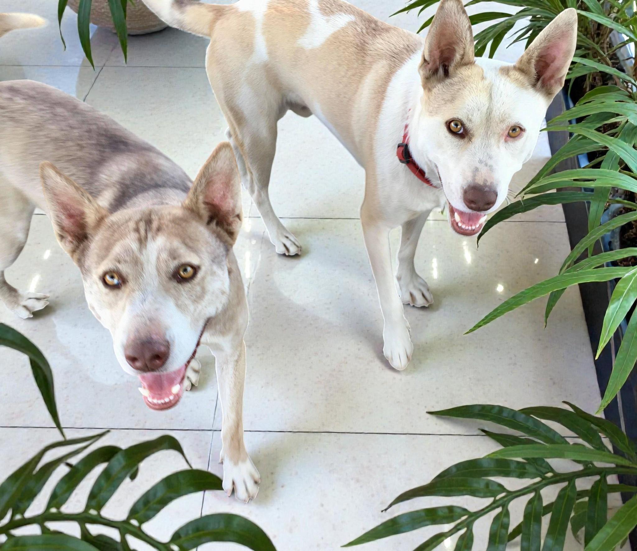 Bass & Tenor (bonded pair), a ADOPTABLE mixed breed in Carlsbad, CA image 4/6