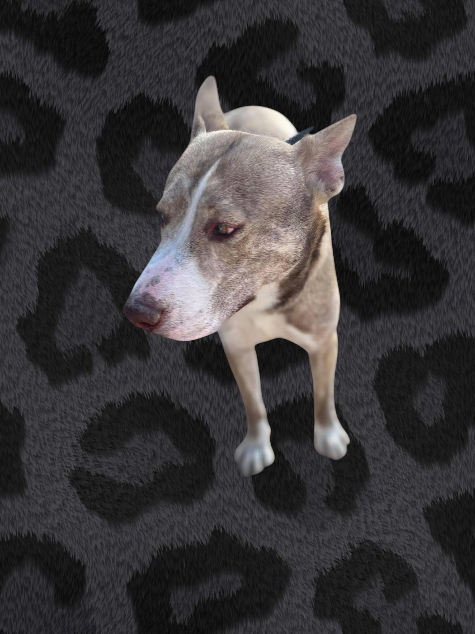 Bass & Tenor (bonded pair), a ADOPTABLE mixed breed in Carlsbad, CA image 2/6