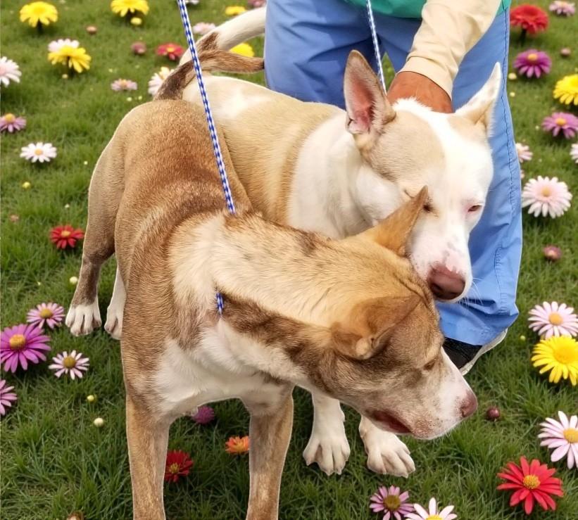 Bass & Tenor (bonded pair), a ADOPTABLE mixed breed in Carlsbad, CA image 1/6