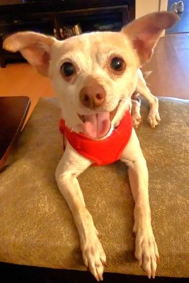 TEEKA, a ADOPTABLE mixed breed in fort worth, TX image 2/5