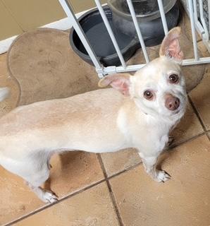 TEEKA, a ADOPTABLE mixed breed in fort worth, TX image 4/5