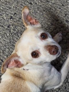 TEEKA, a ADOPTABLE mixed breed in fort worth, TX image 5/5