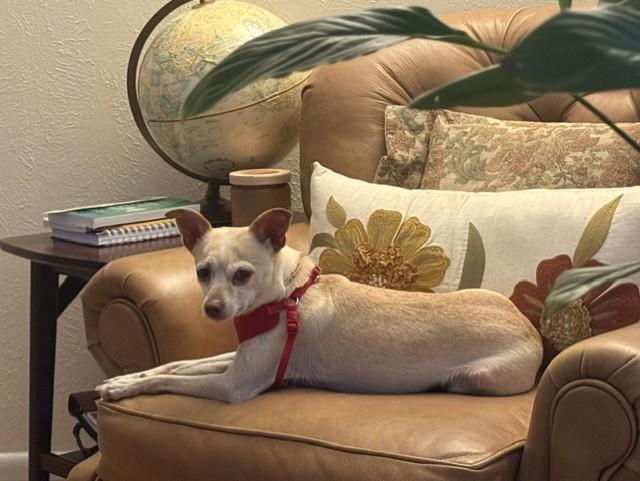 TEEKA, a ADOPTABLE mixed breed in fort worth, TX image 1/5