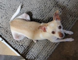 TEEKA, a ADOPTABLE mixed breed in fort worth, TX image 3/5