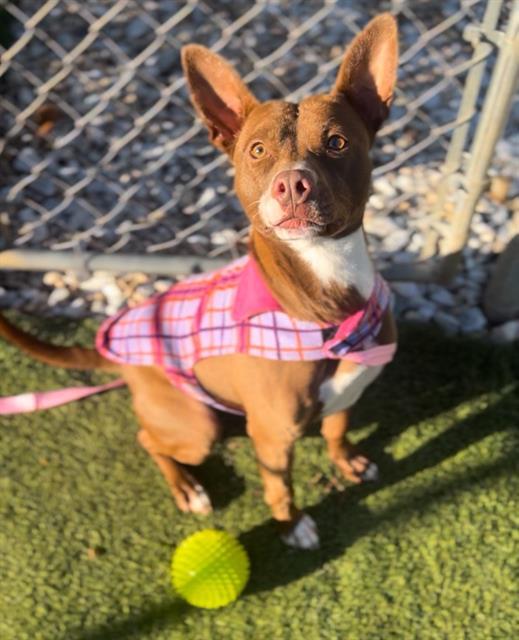 Enlarge RUBY, a Adoptable mixed breed in Newton, NC image 1/1