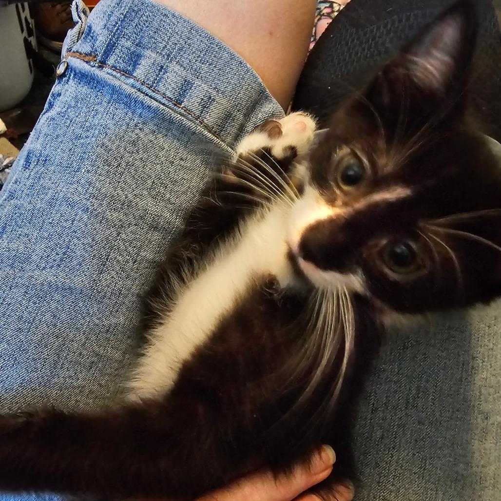 Enlarge Bandit-Yellow Collar, a Adoptable Domestic Short Hair in Carroll, IA image 1/1