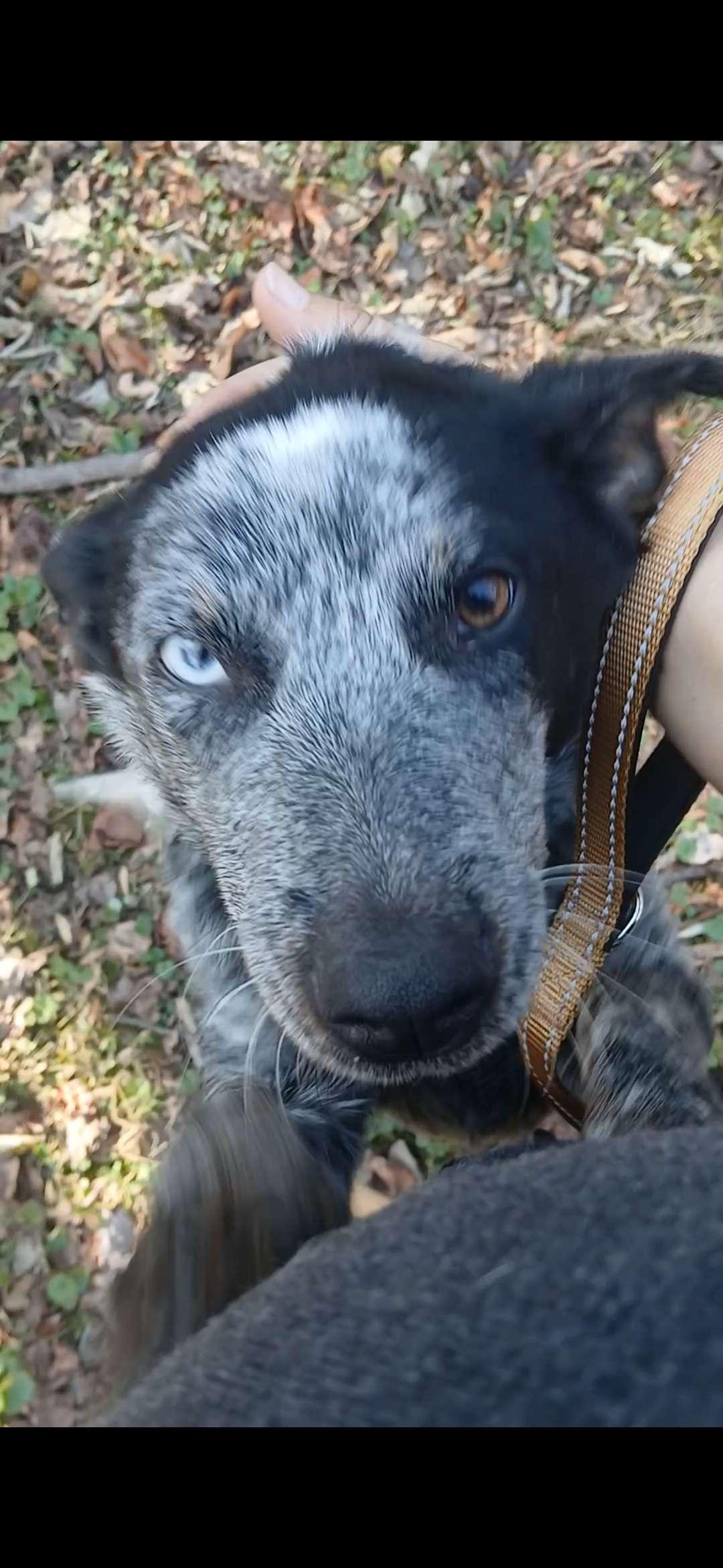 Livvy, adopted, Young Female Australian Cattle Dog / Blue Heeler.