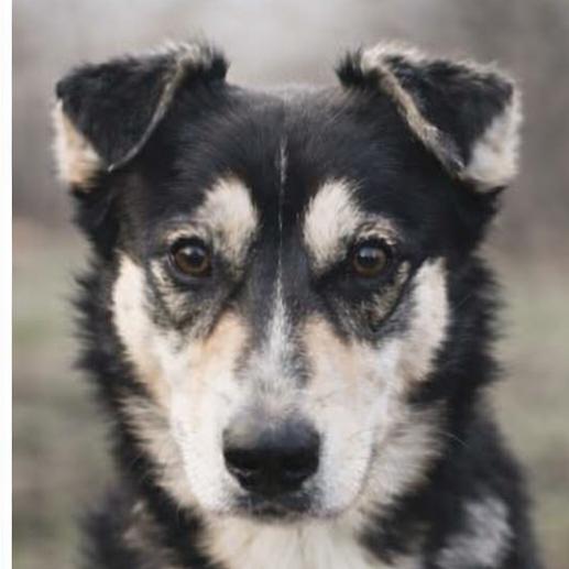 Tiffany, Adoptable, Young Female Pomeranian & Husky.