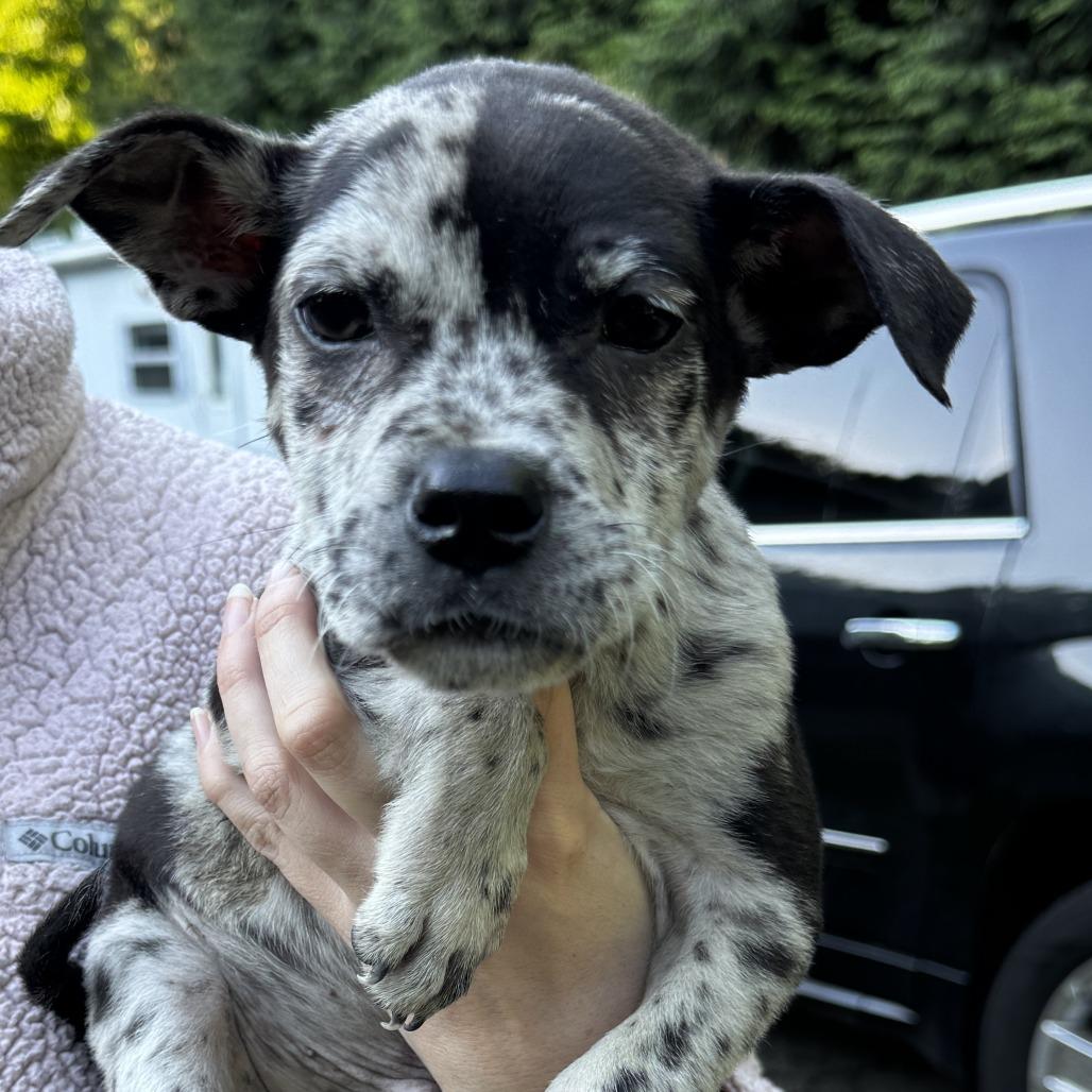Enlarge NY Nutty Buddy Avail Jun 13 (Choice Pet Carmel), a Adoptable mixed breed in Eastford, CT image 1/1