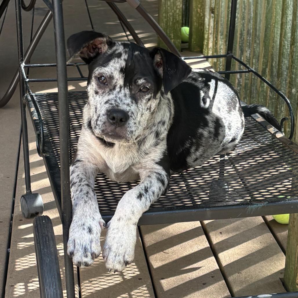 Enlarge NY Nutty Buddy (Foster in Mahopac), a Adoptable mixed breed in Eastford, CT image 3/5