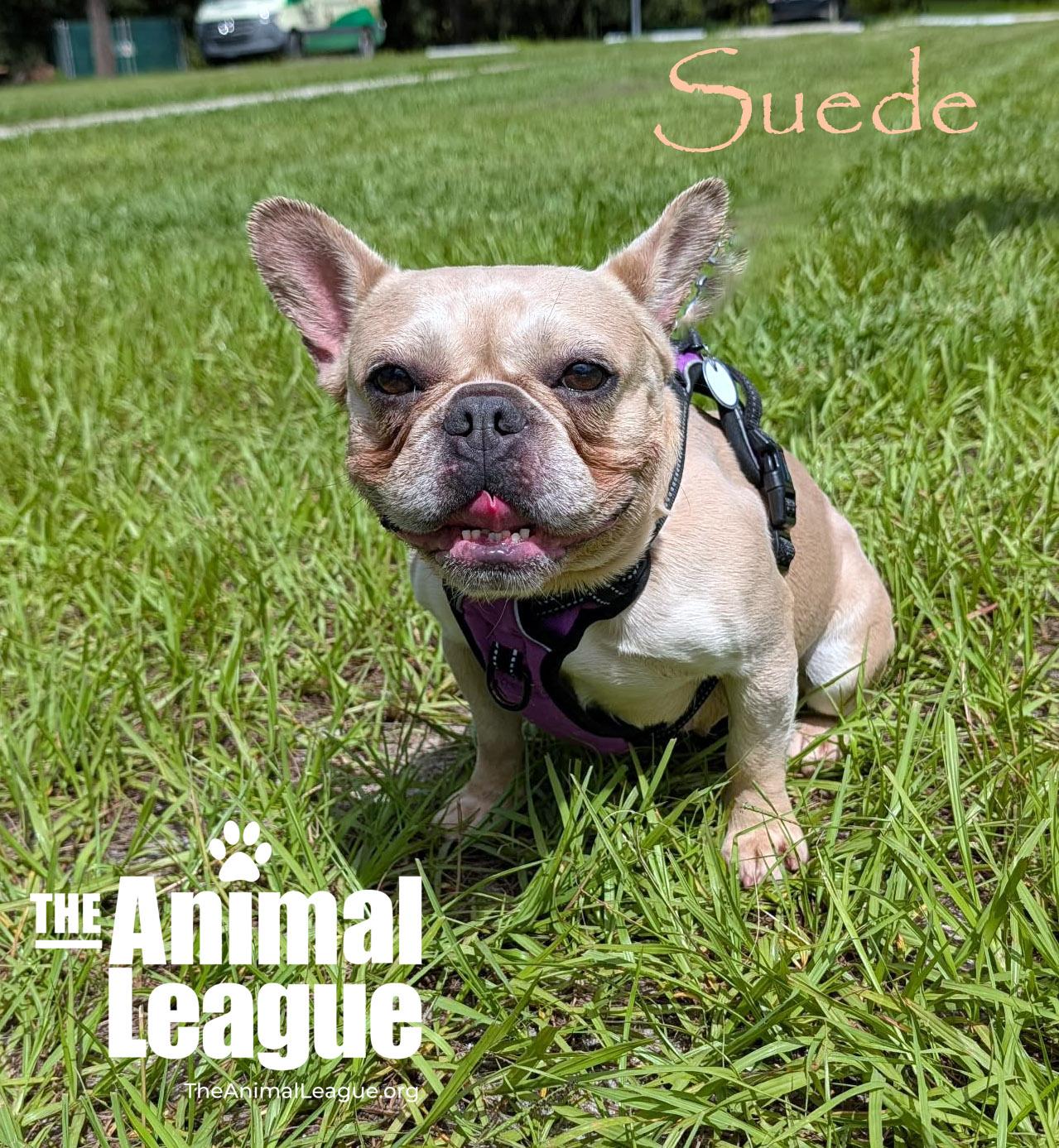 Enlarge Suede, a ADOPTABLE mixed breed in Groveland, FL image 3/3