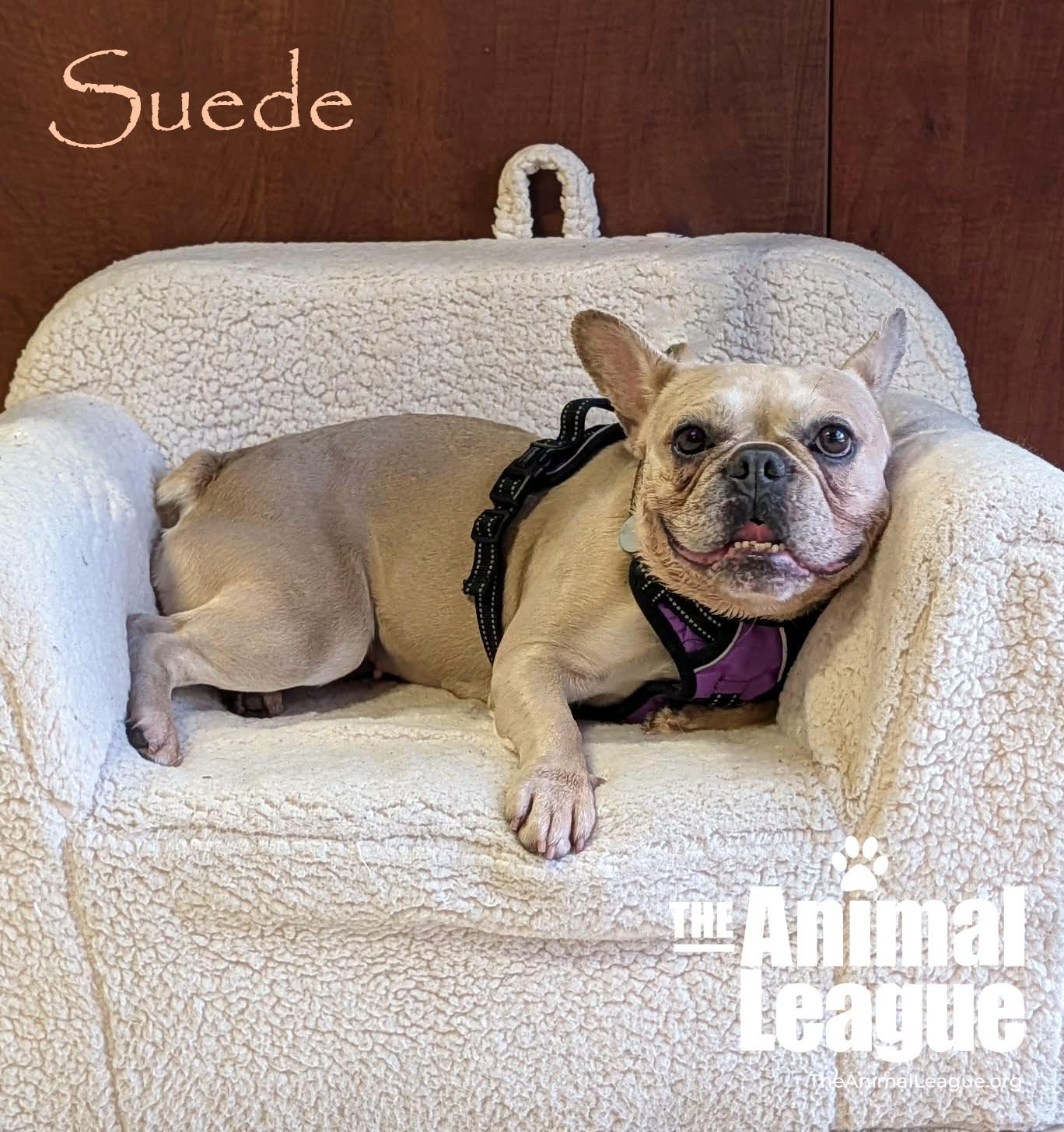 Enlarge Suede, a ADOPTABLE mixed breed in Groveland, FL image 2/3