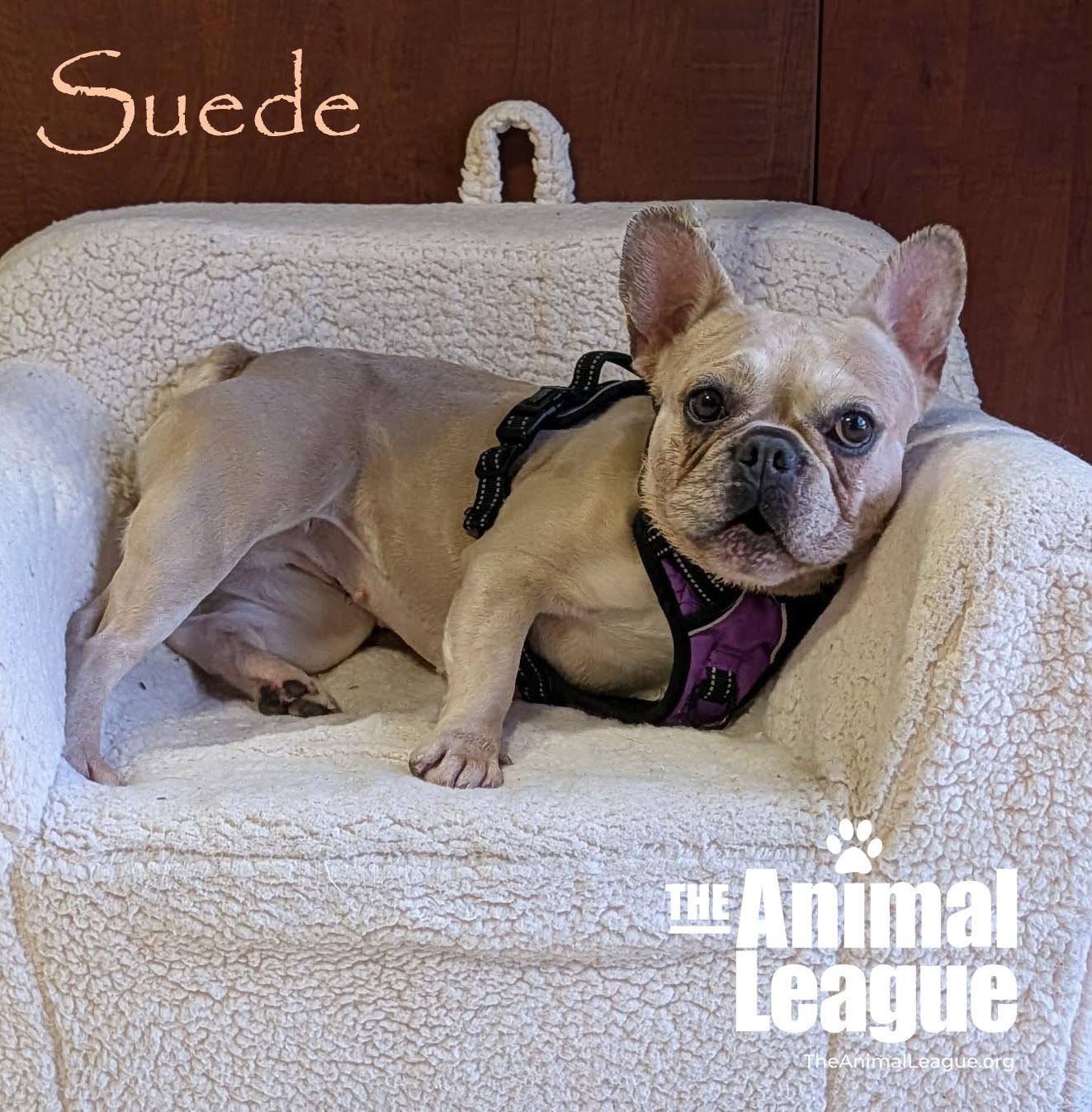 Suede, ADOPTABLE, Adult Female French Bulldog.