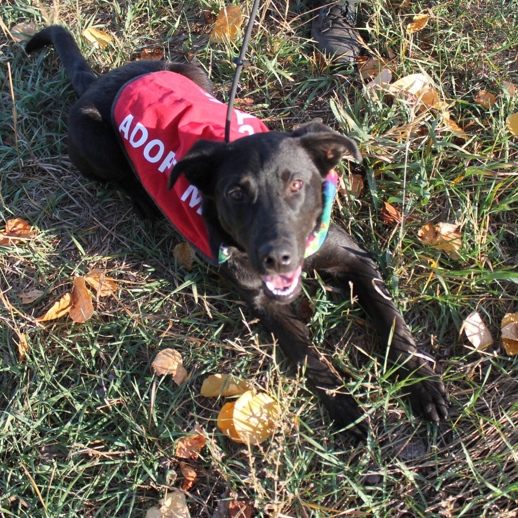 Enlarge Chief, a Adoptable Mixed Breed in McCall, ID image 2/2