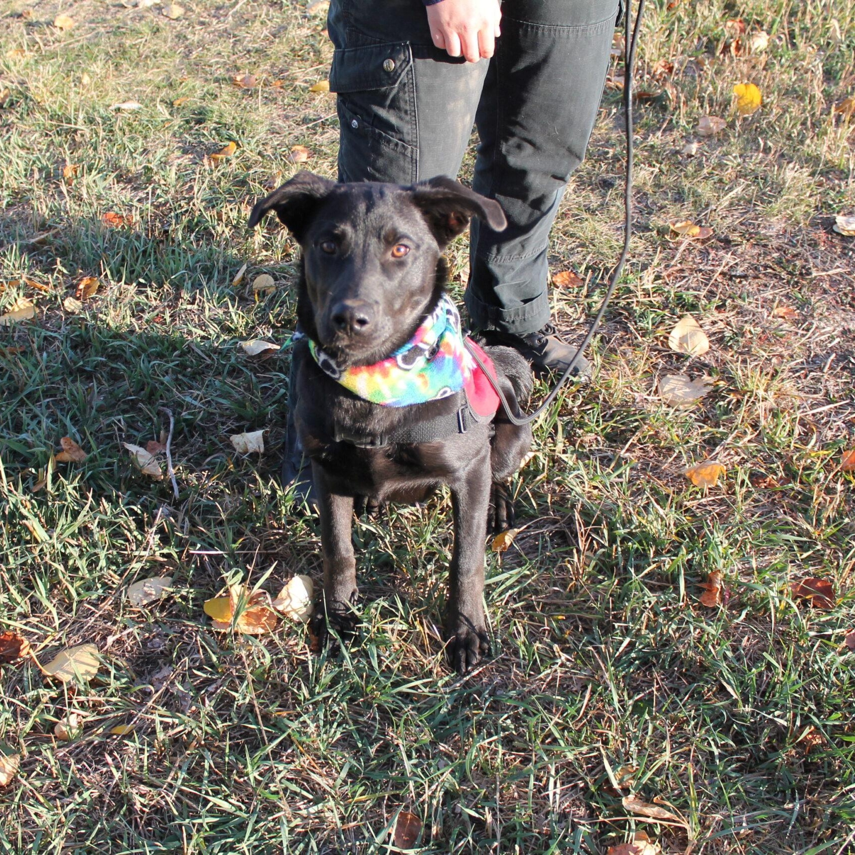 Enlarge Chief, a Adoptable Mixed Breed in McCall, ID image 1/2